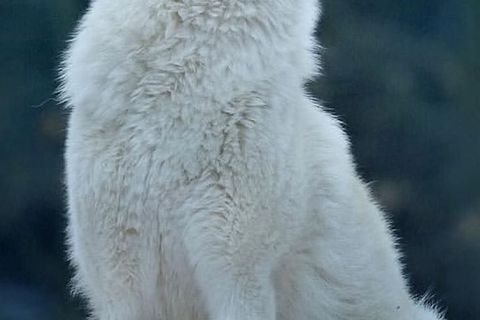 White Wolf Desire