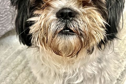 Buster ( 29 Pound Shih-Tzu )
