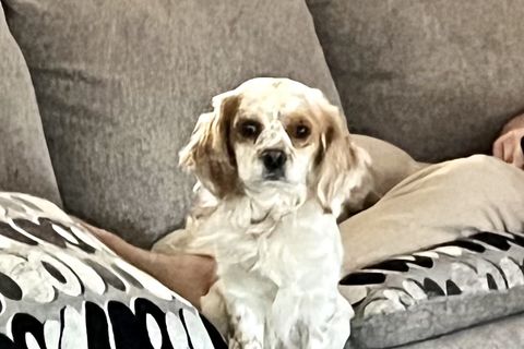 Spot aka: Spotify ( 2 years old ) 