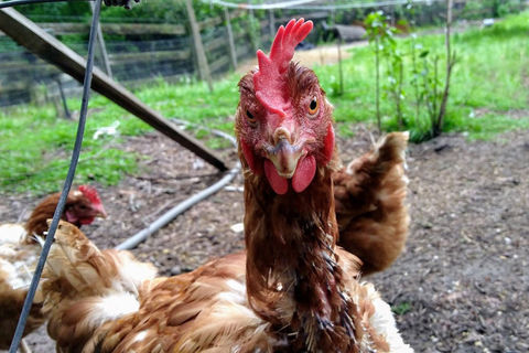 Pecking Order