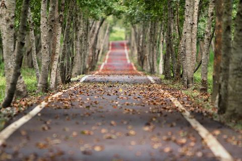 THE ROAD