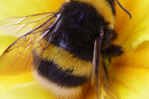 BUSSIER THAN A BUMBLE BEE