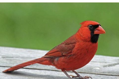 Red bird