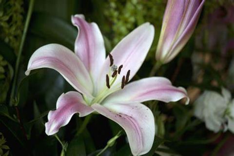 I am a lily