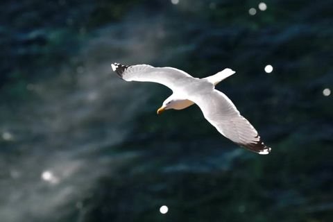 Seagull