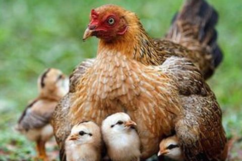 Cluck off