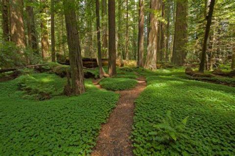 THE FOREST OF OPPORTUNITY