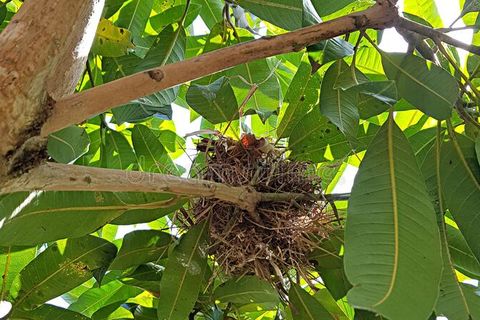 The Tree Nest