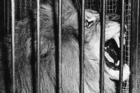 Animalistic Emotion
