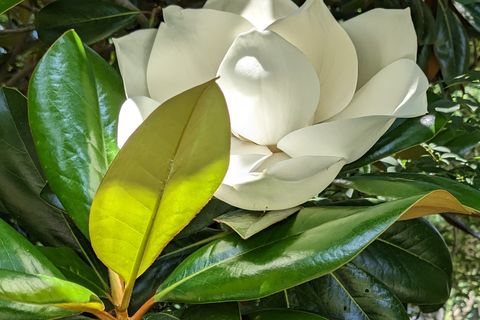 Magnolia's Dream 