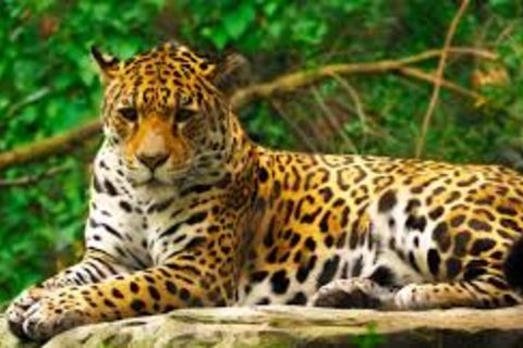 Jaguar