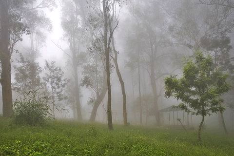 POETREE 