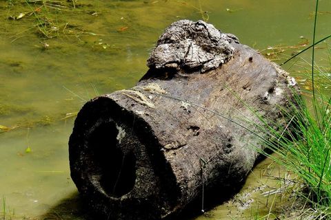 Bump on a log