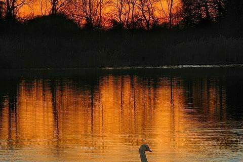 DAWN LOVE 
