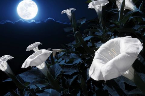 Moonflower