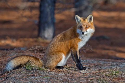 OUT FOX