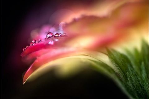 Dewdrop