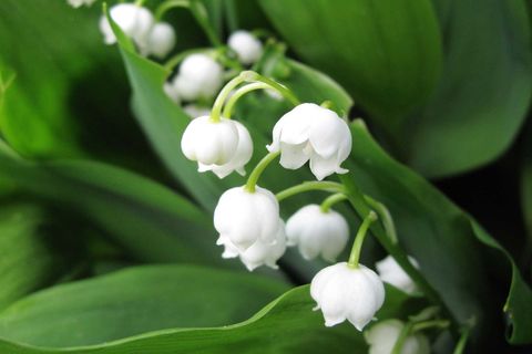 Lily of the Valley