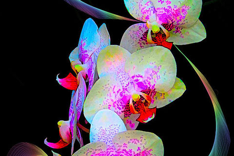 Orchid