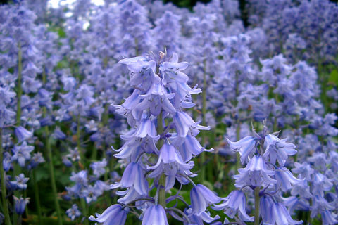 Bluebell Knell