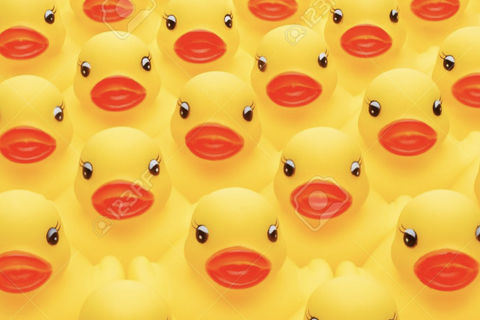 Duck, Duck