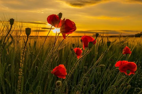 Field of poppies