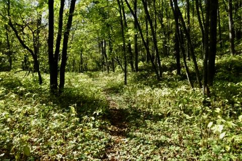 Woods