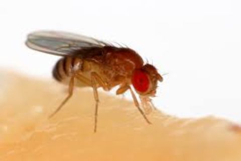 Once again besieged by fruit flies