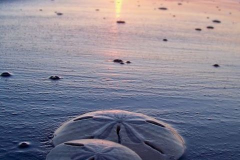 Sand Dollars