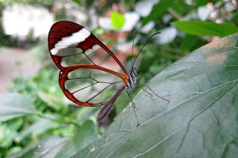 Glasswings