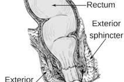 Rigorous sphincter ani externus muscle workout