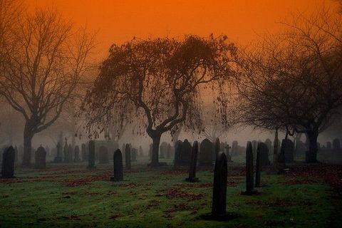 Weeping Willow