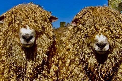 Wool