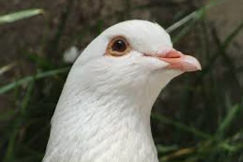 WILLIAMSJI MAVELI POEM, A WHITE DOVE OF PEACE 