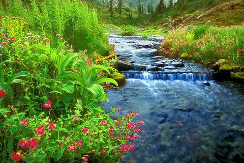 THE SILENT STREAM CALLS 