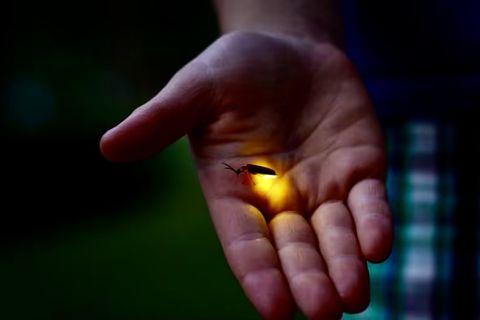 Flash