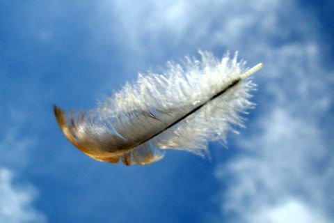 The feather in the wind