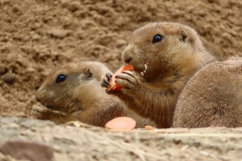 MAYBE YOU NEED A BIGGER CARROT