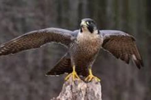 The Peregrine