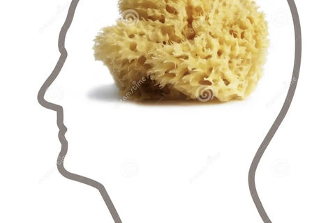 Sponge Brain 