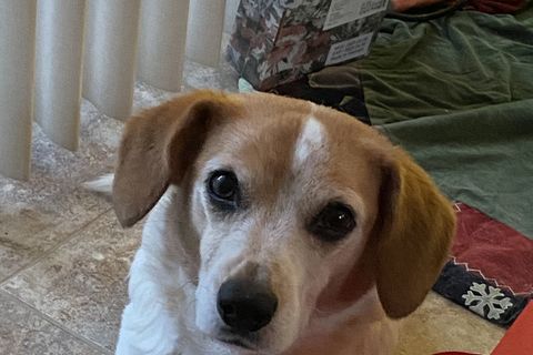 Beautiful Rosie