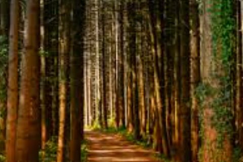 The chosen path
