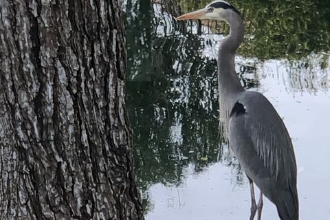 My Blue Heron