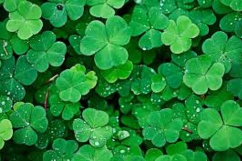 Bonanza of shamrocks will soon blanket Green Acres...