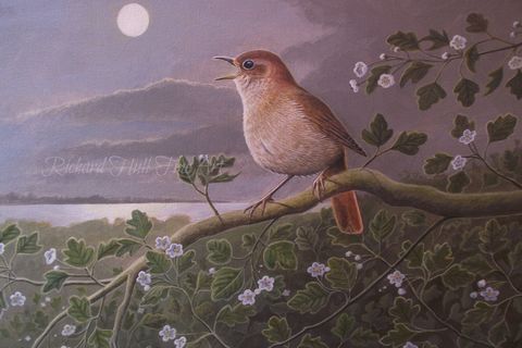 Nightingale and I 