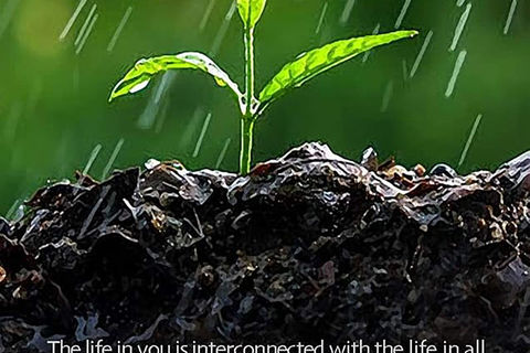 THE EARTH WILL GO BARE 