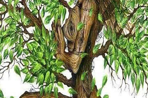 A GREEN OLIVE TREE 