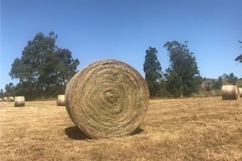 THE LONE BALE