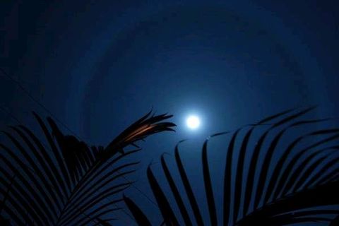 IN MOONLIT WHISPERS