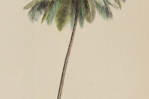 COCONUT WHISPERS